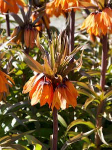 Fritillaria aurora.jpg
